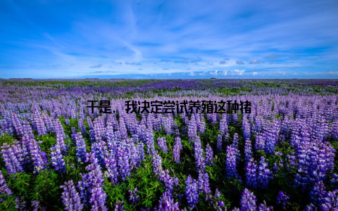 于是, 我决定尝试养殖这种猪