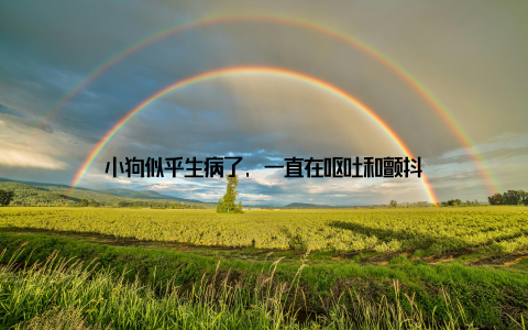 小狗似乎生病了, 一直在呕吐和颤抖