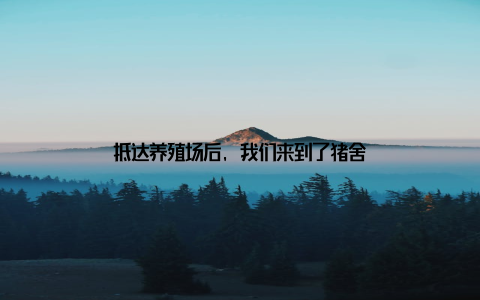 抵达养殖场后, 我们来到了猪舍