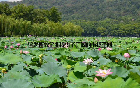 这为畜牧企业提供了广阔的市场空间