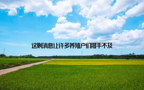 这则消息让许多养殖户们措手不及