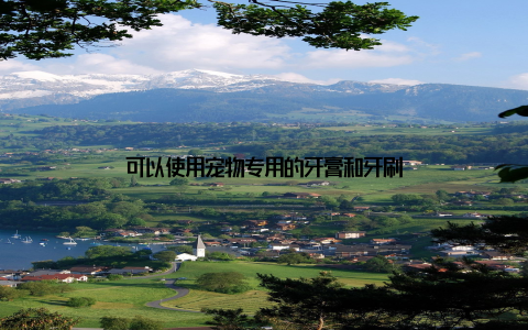 可以使用宠物专用的牙膏和牙刷