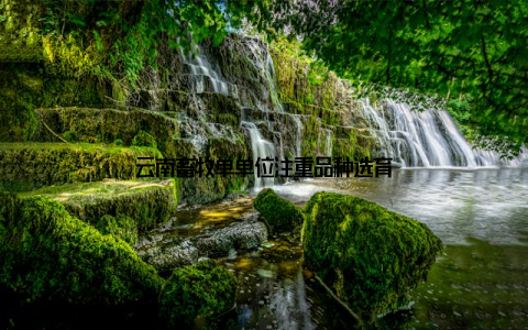 云南畜牧单单位注重品种选育