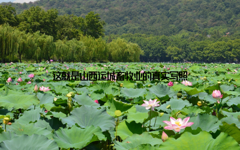 这就是山西运城畜牧业的真实写照